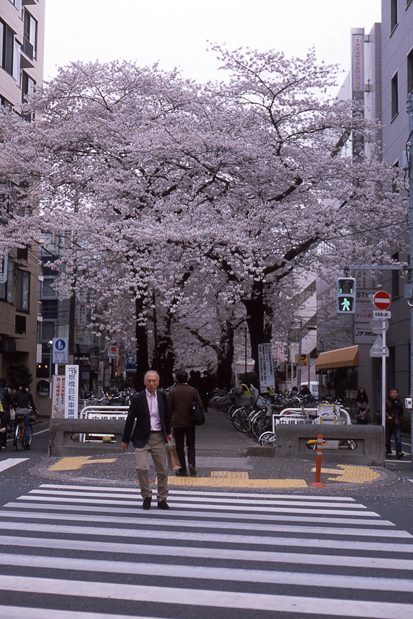 Cherry Blossoms in Toritsu Daigaku