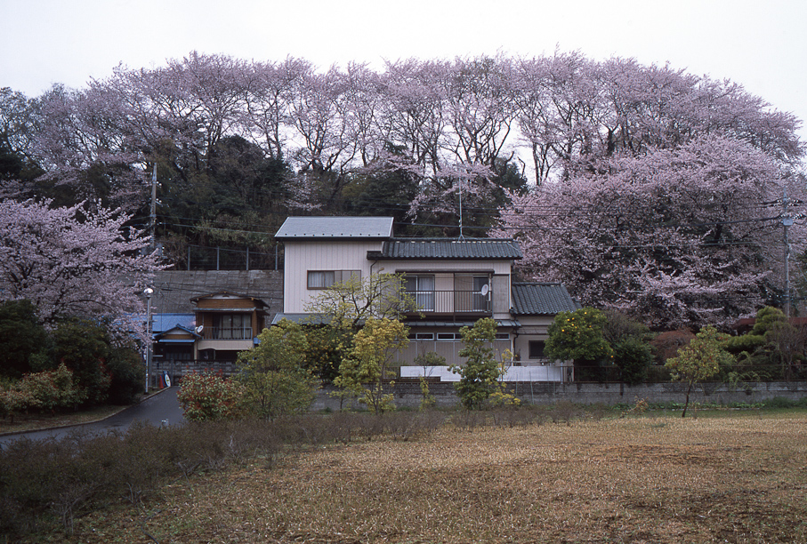 Cherry Blossoms outside Ikea in Tokyo, Japan