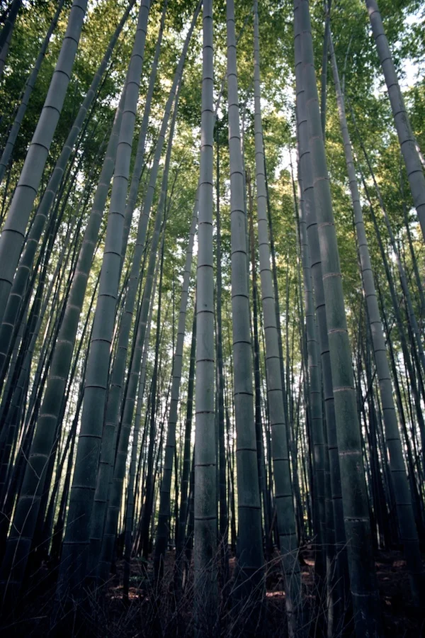 The Bamboo Forrest in Kyoto
