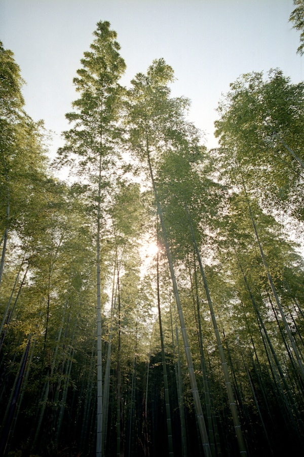 The Bamboo Forrest in Kyoto