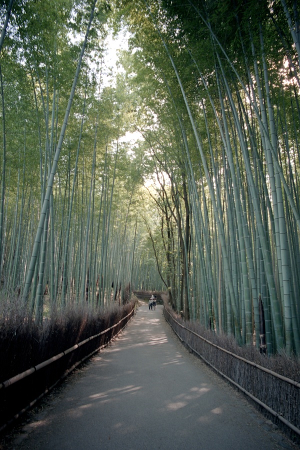 The Bamboo Forrest in Kyoto