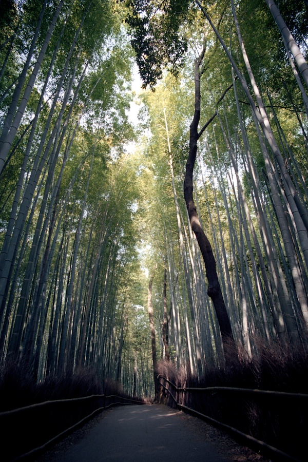 The Bamboo Forrest in Kyoto