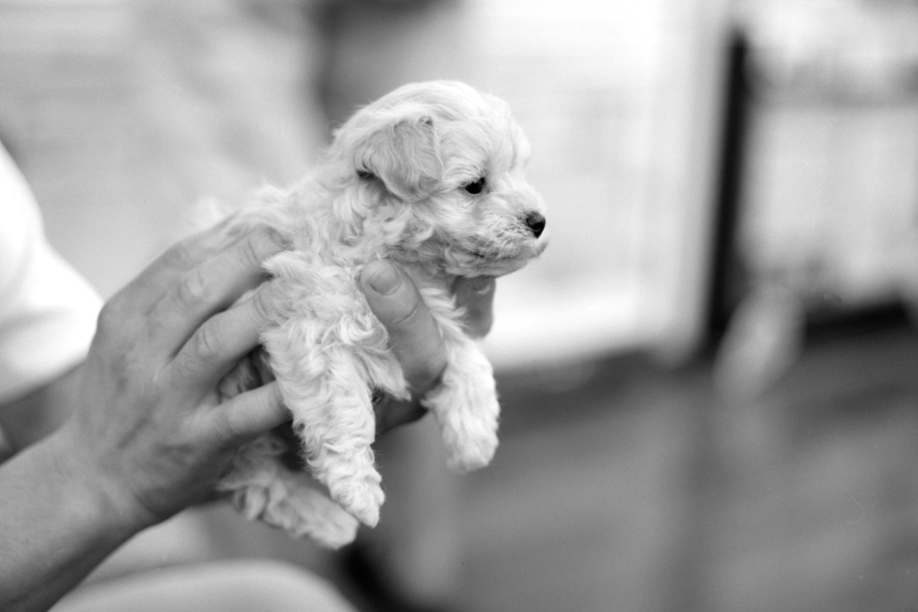 Puppy