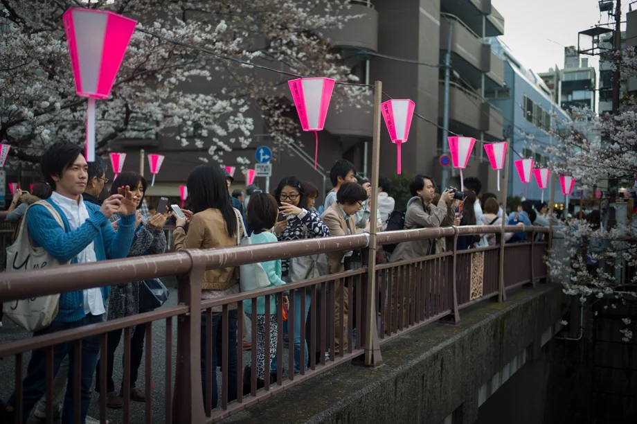 Ohanami in Nakameguro