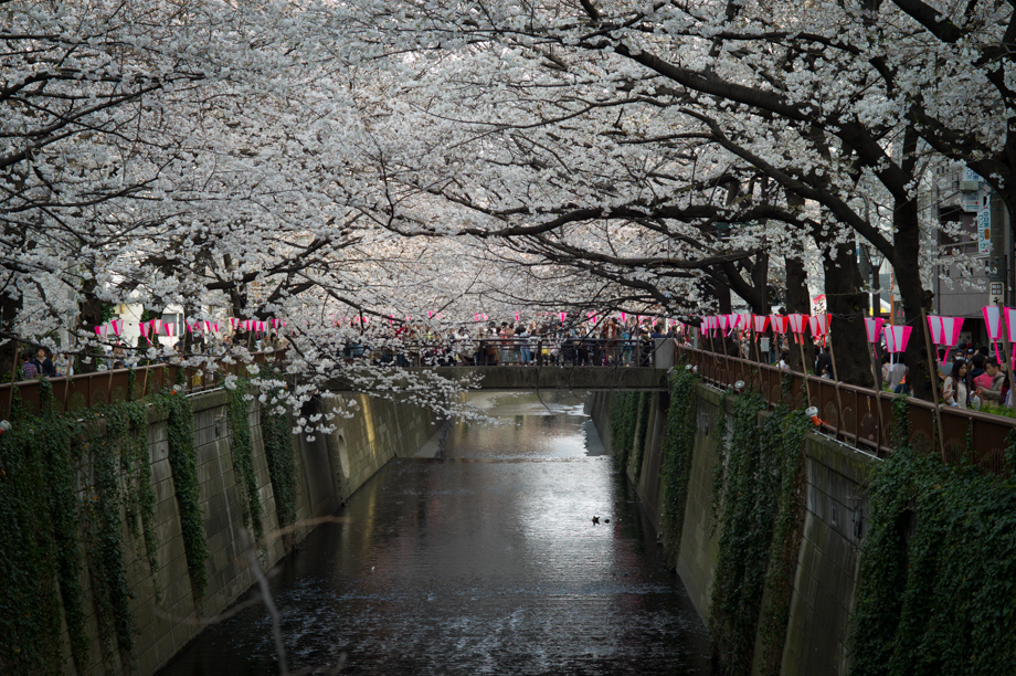 Ohanami in Nakameguro