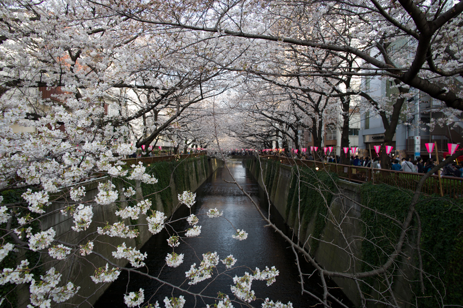 Ohanami in Nakameguro