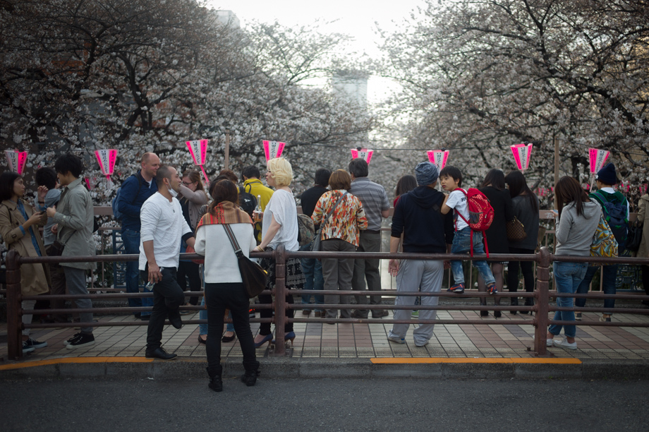 Ohanami in Nakameguro