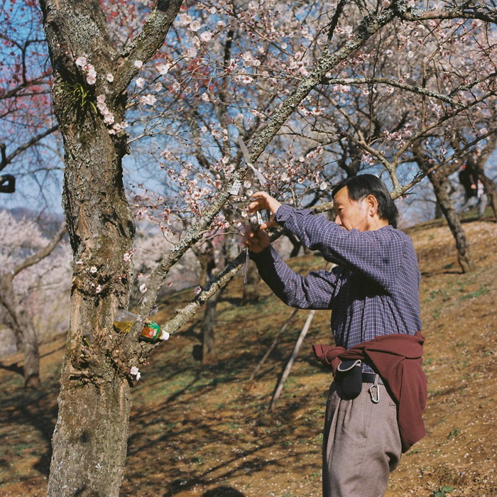 Ome Japanese Plum Tree Park