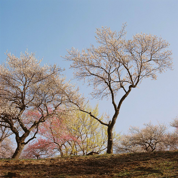 Ome Japanese Plum Tree Park