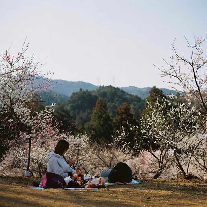 Ome Japanese Plum Tree Park