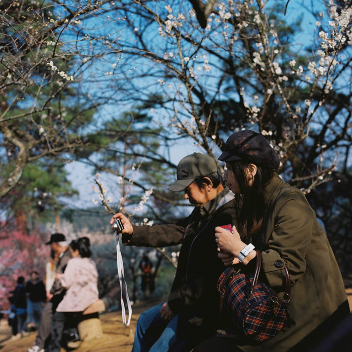 Ome Japanese Plum Tree Park