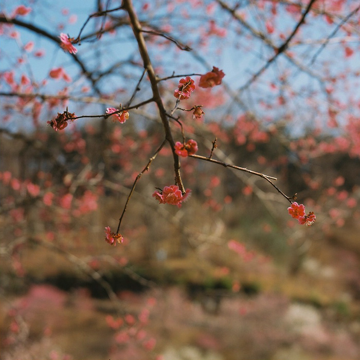 Ome Japanese Plum Tree Park