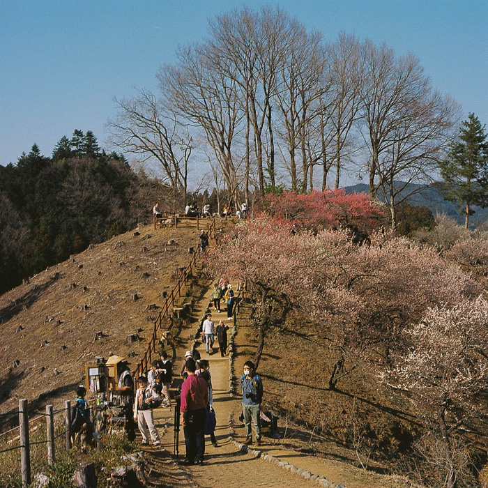 Ome Japanese Plum Tree Park