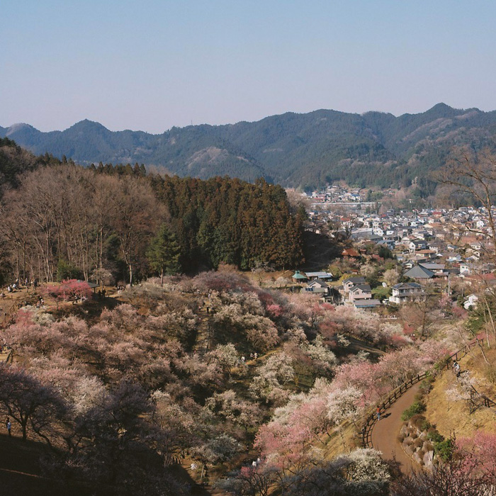 Ome Japanese Plum Tree Park