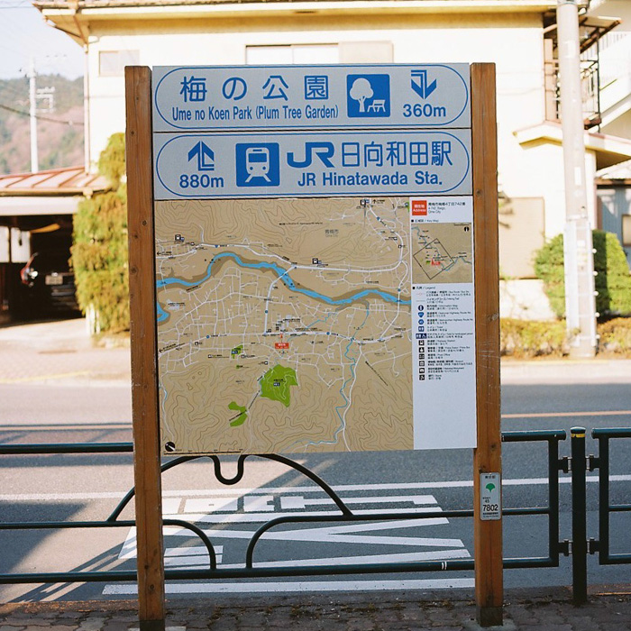 Ome Japanese Plum Tree Park
