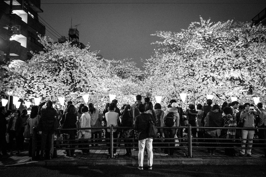 Cherry Blossoms in Tokyo