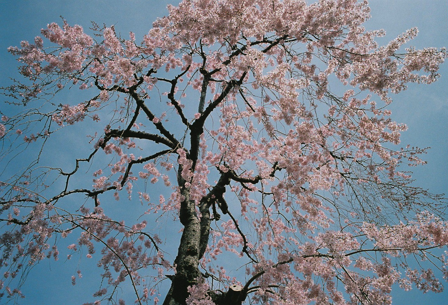 Cherry Blossoms in Tokyo