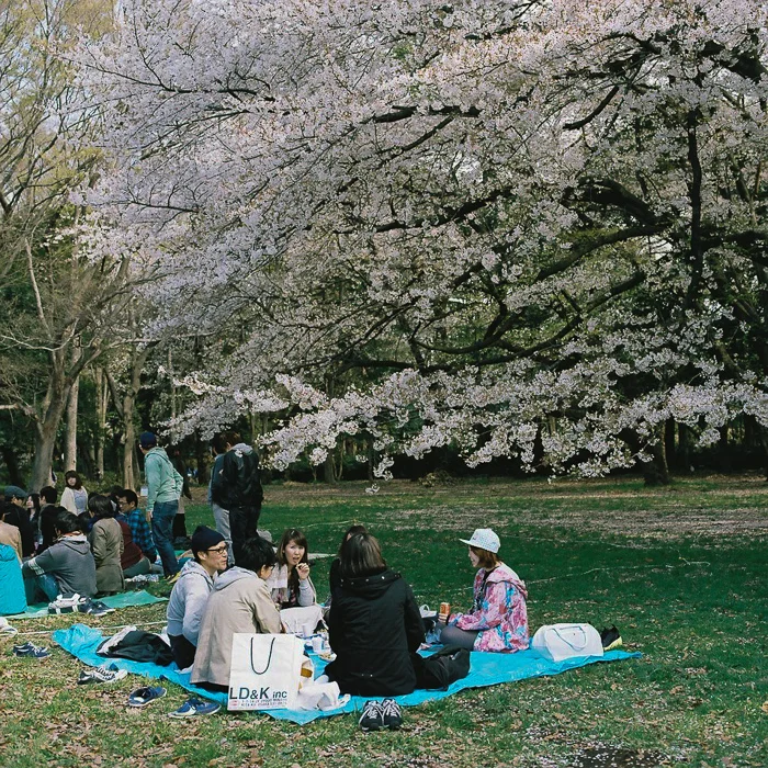 Ohanami at Kinuta Park