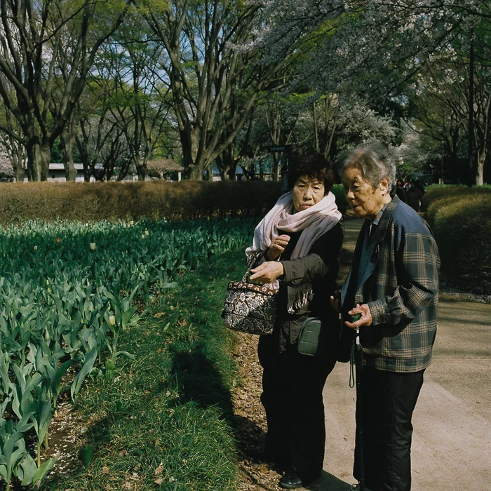 Ohanami at Kinuta Park