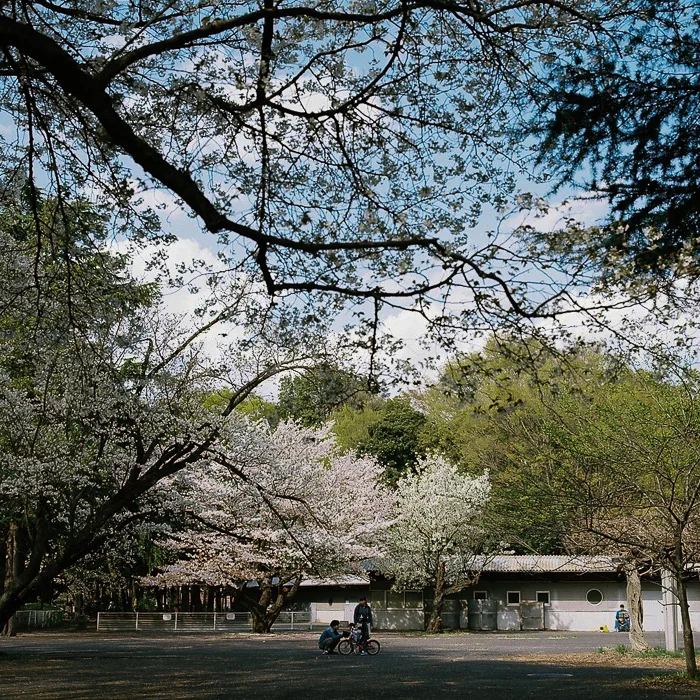Ohanami at Kinuta Park