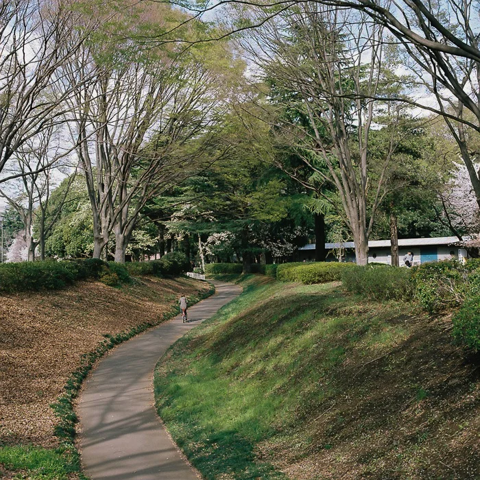 Ohanami at Kinuta Park
