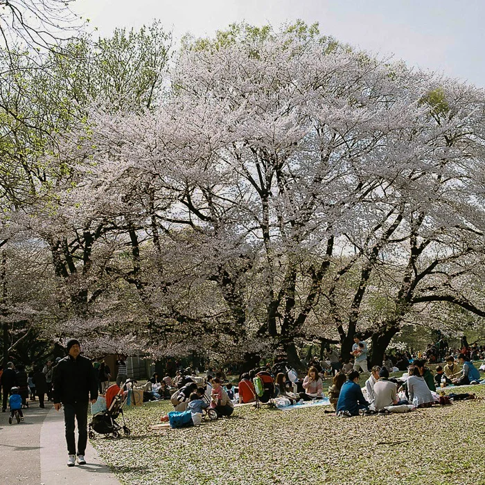 Ohanami at Kinuta Park