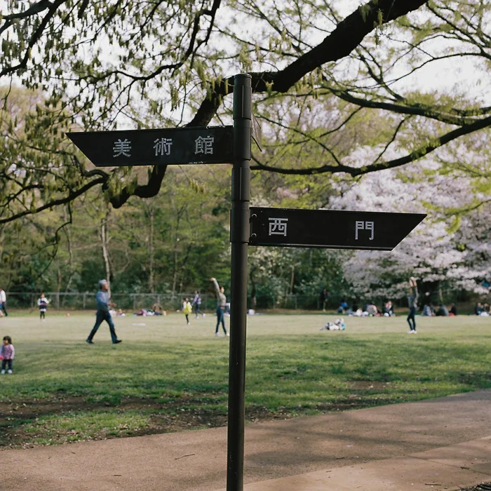 Ohanami at Kinuta Park
