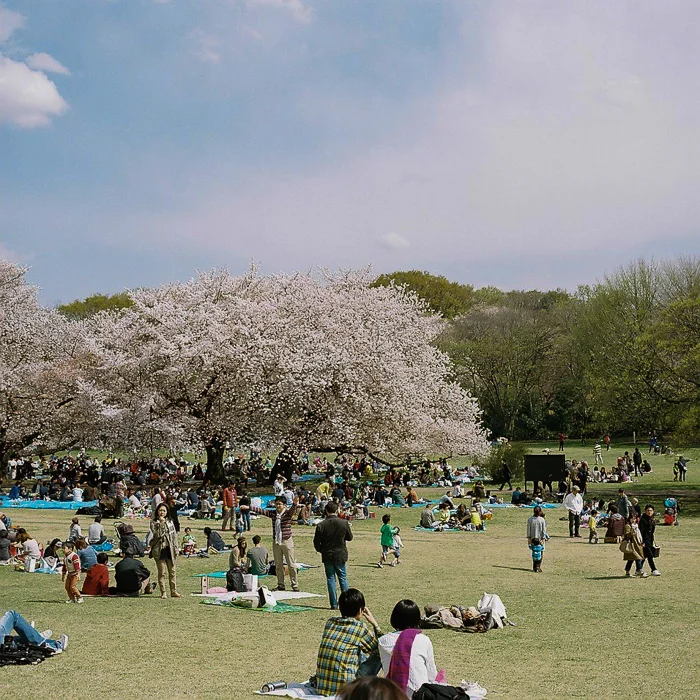 Ohanami at Kinuta Park