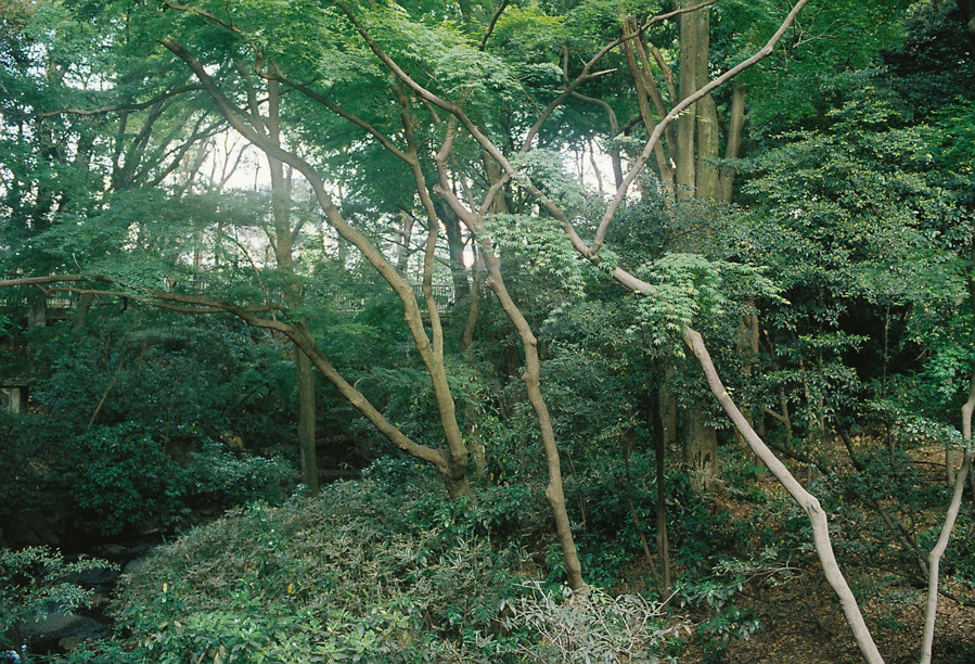 Meiji Jingu Shrine