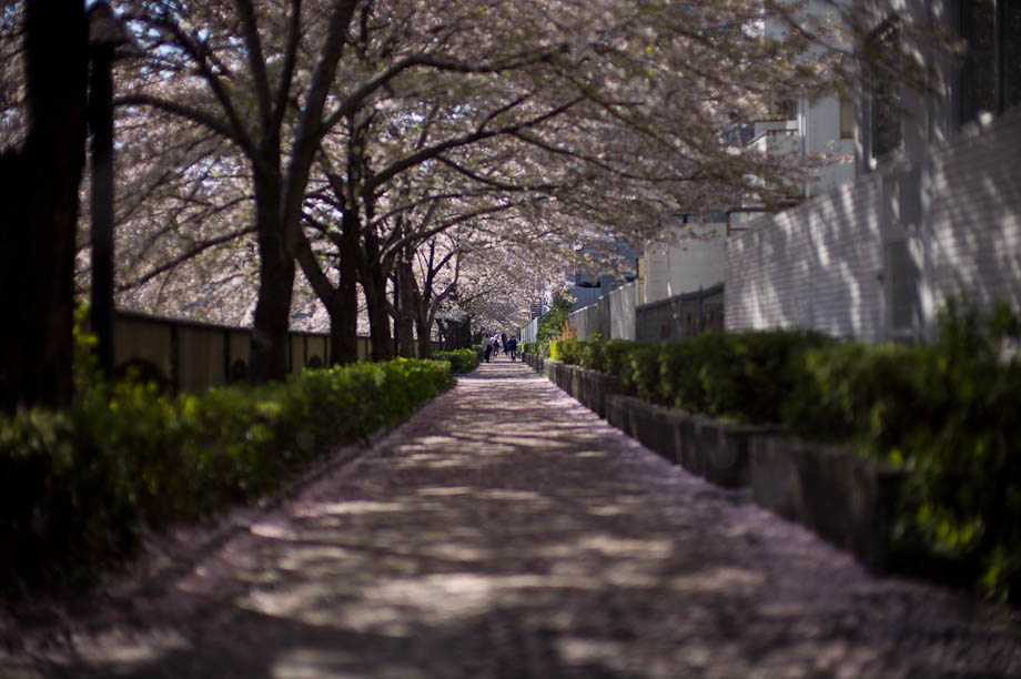 Cherry Blossoms in the morning