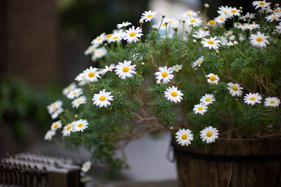 Flower in Tokyo