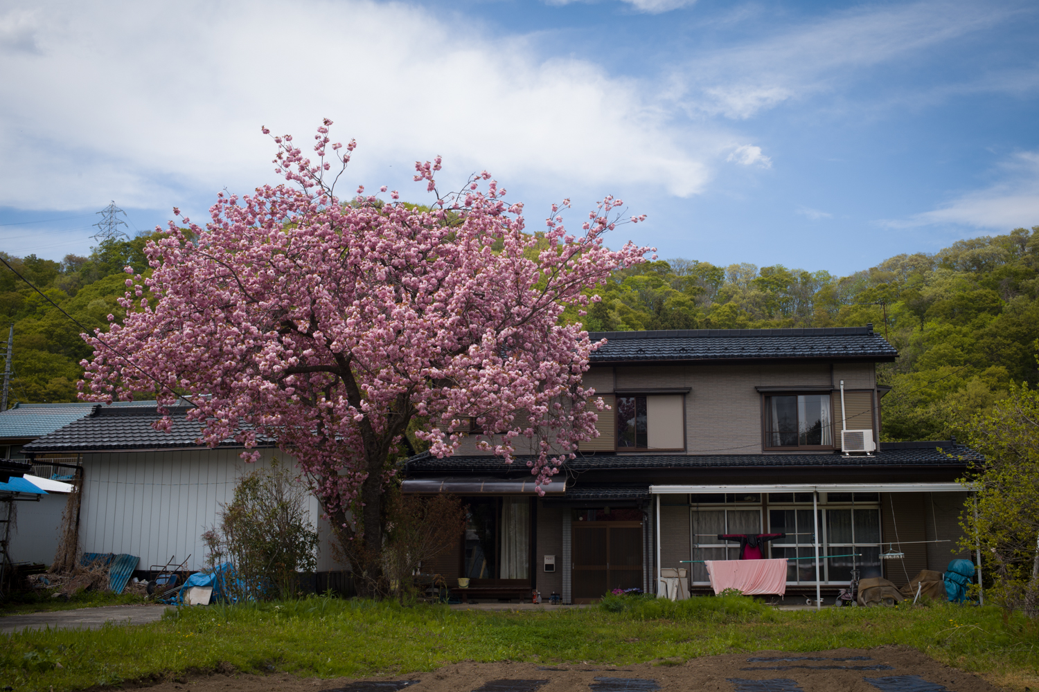 Cherry Blossoms