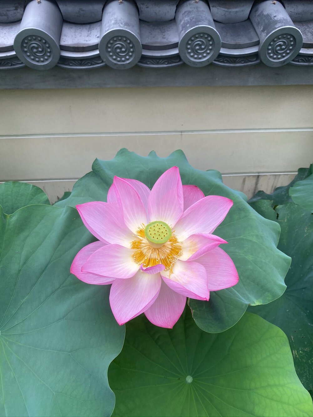 Lotus in Bloom