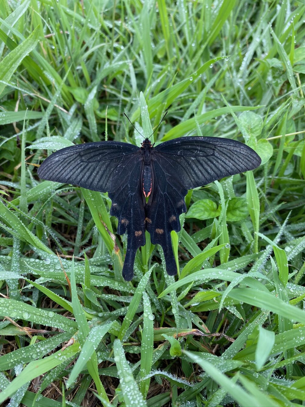 Black Butterfly