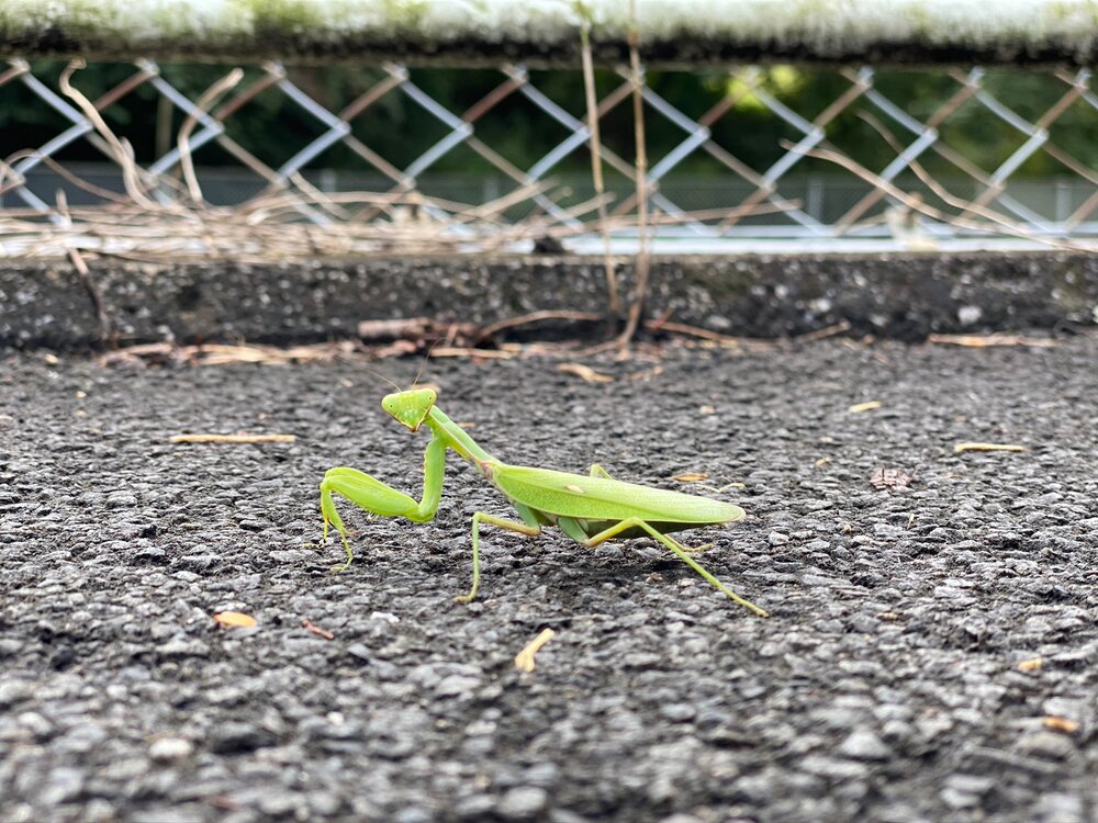 Praying Mantis