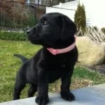 Bella jane.jpg