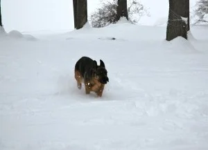 Unleashed