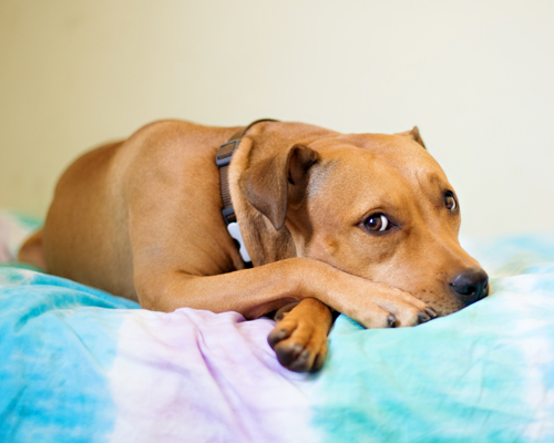 (A portrait of Hazel by Tischman Pet Photography )