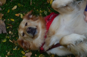  And belly rubs!