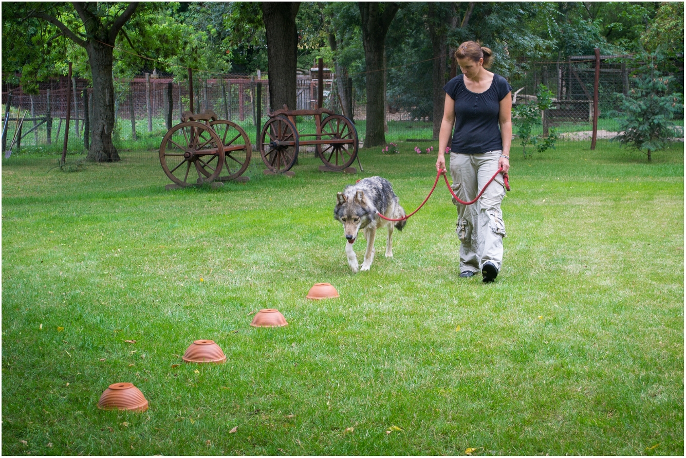 Image from Dog Spies , Scientific American