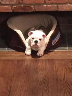 Sal the puppy.jpeg
