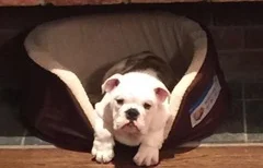 Sal the puppy.jpeg