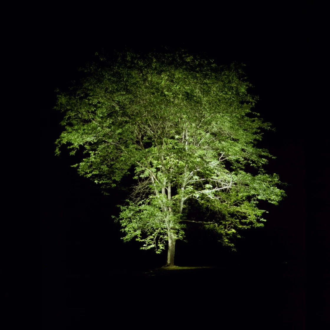 Tree.jpg