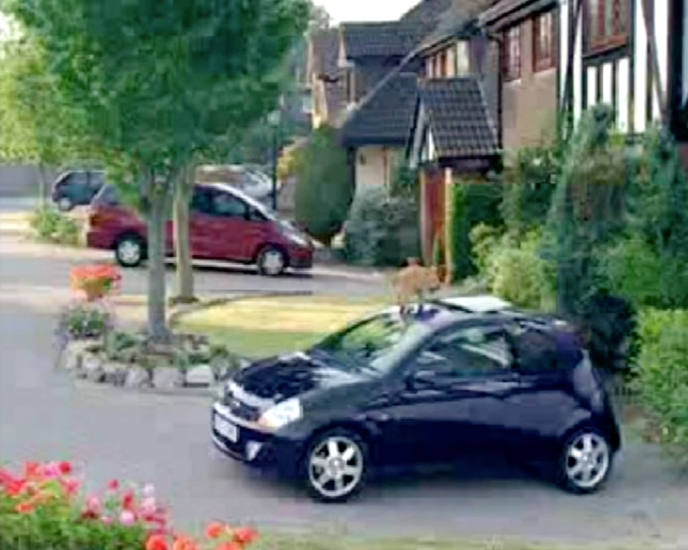 Ford Sportka Cat 2.png