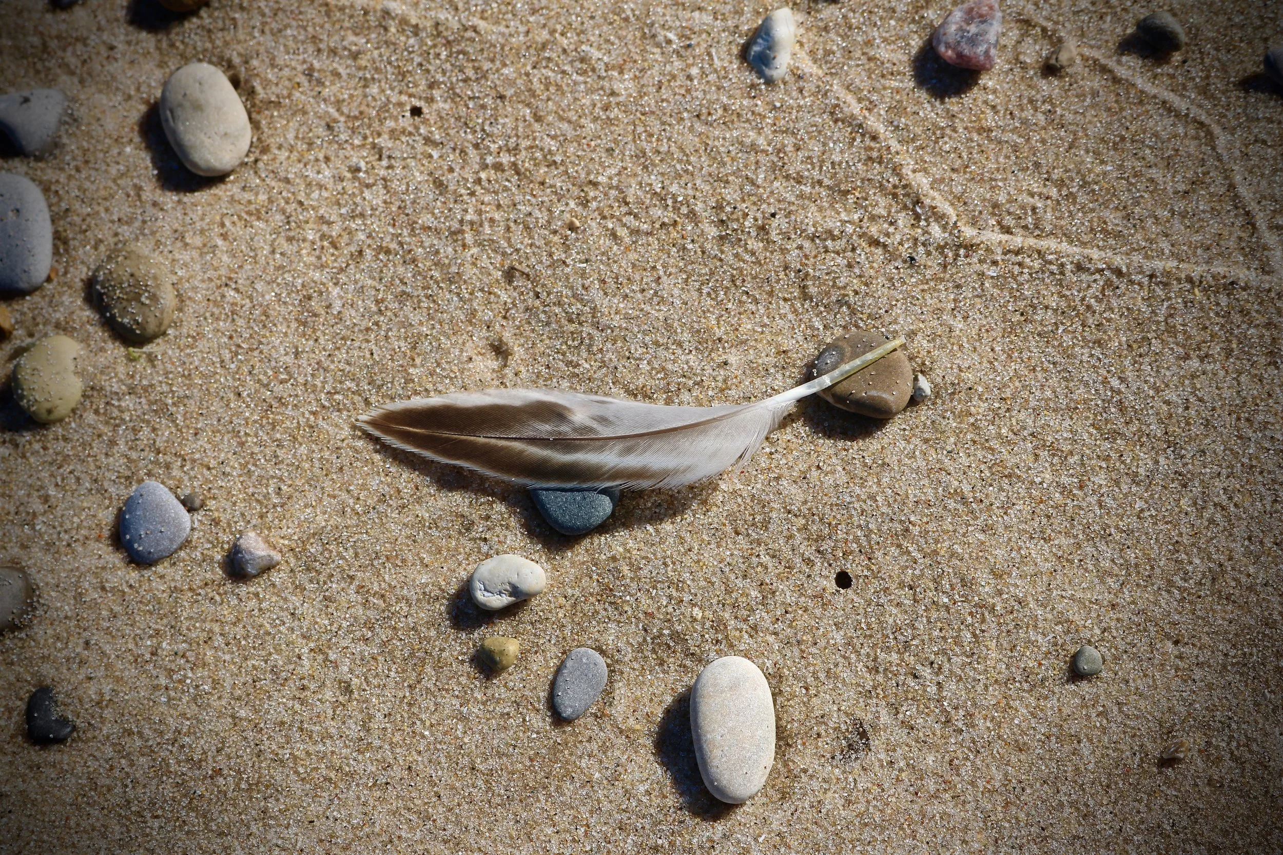 Gull Feather / Lake Superior, Michigan, USA