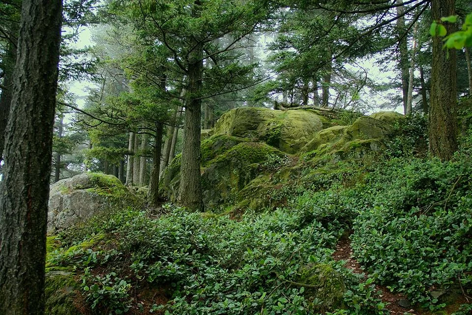 Puget Sound, Washington, USA