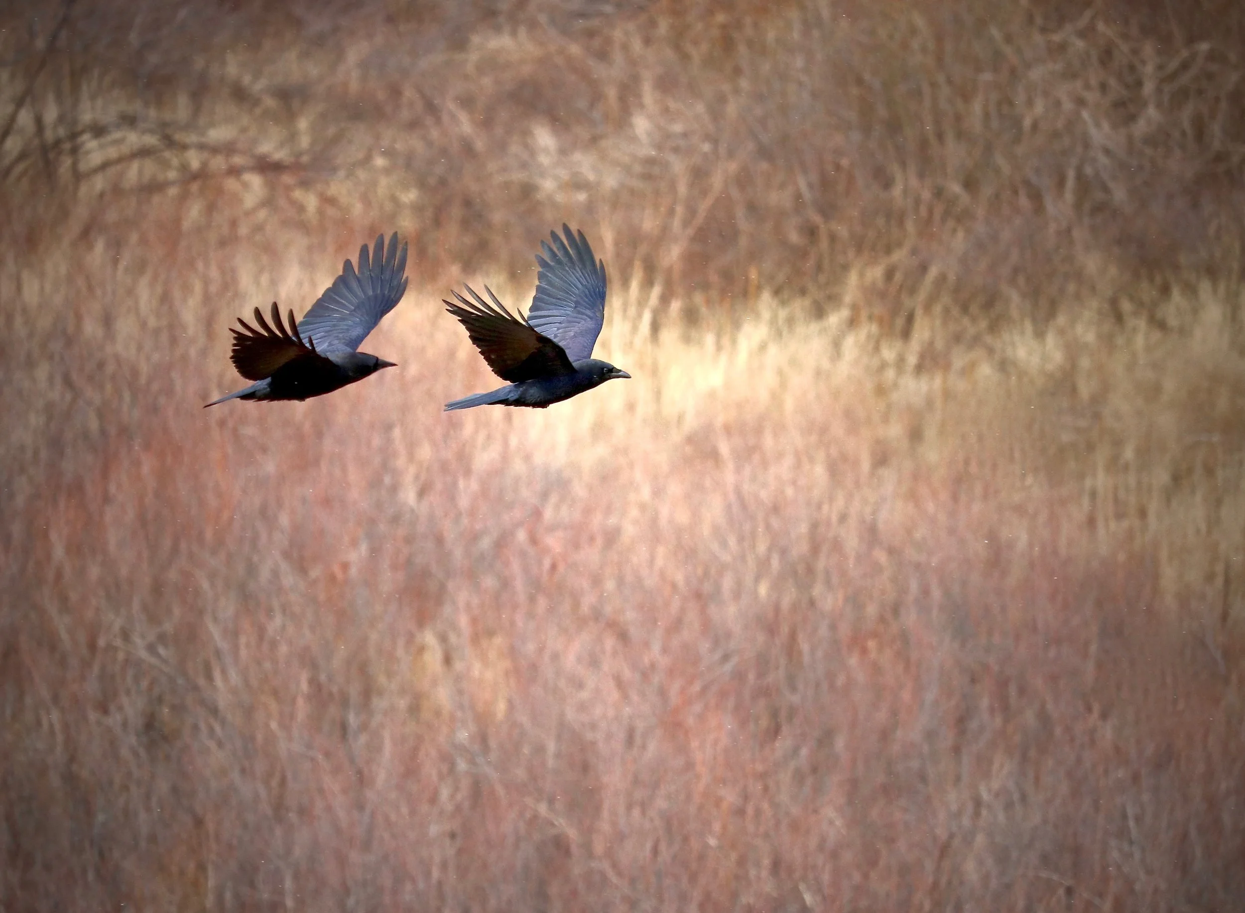 Ravens, Home, Colorado, USA