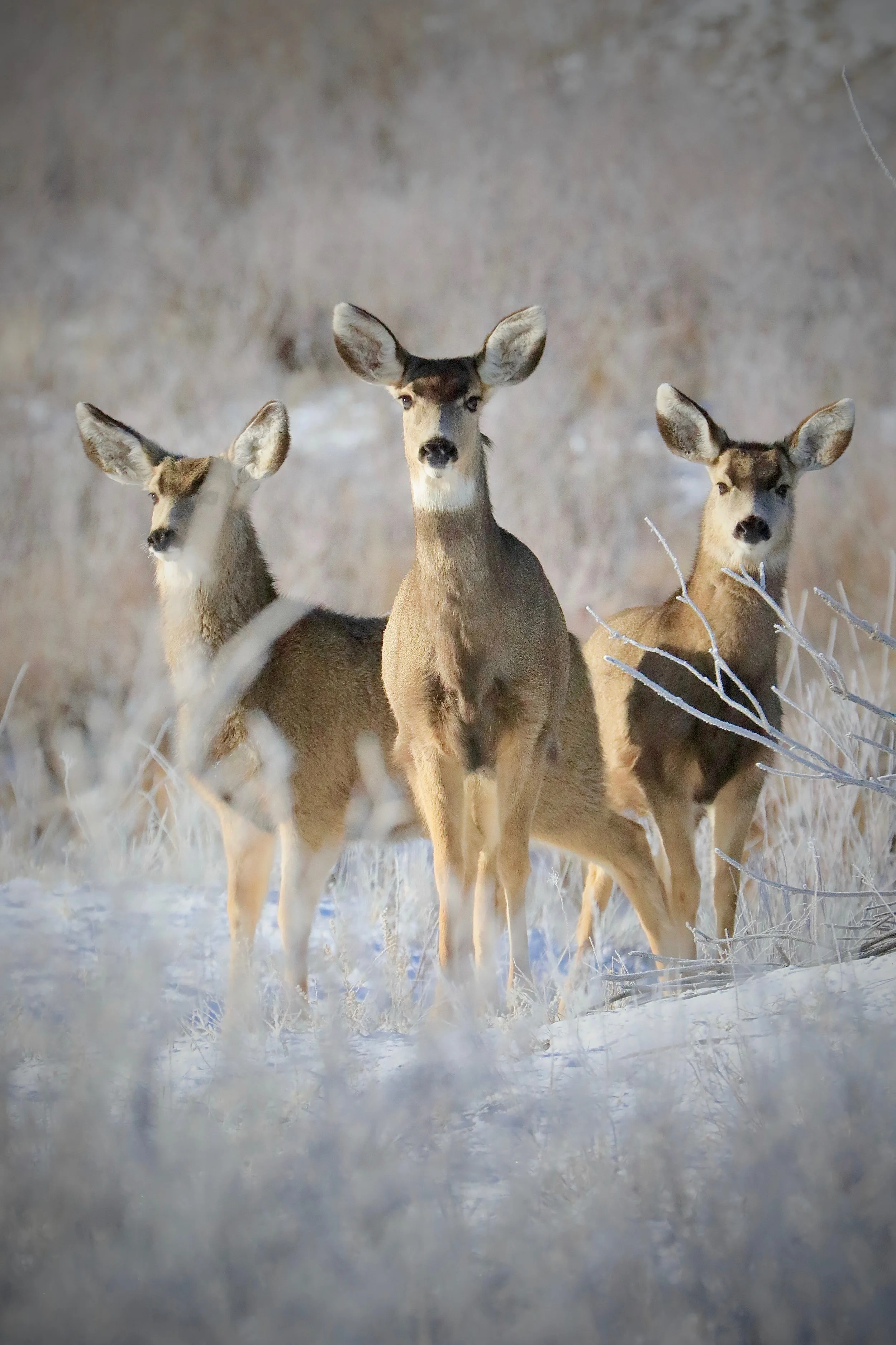 Mule Deer