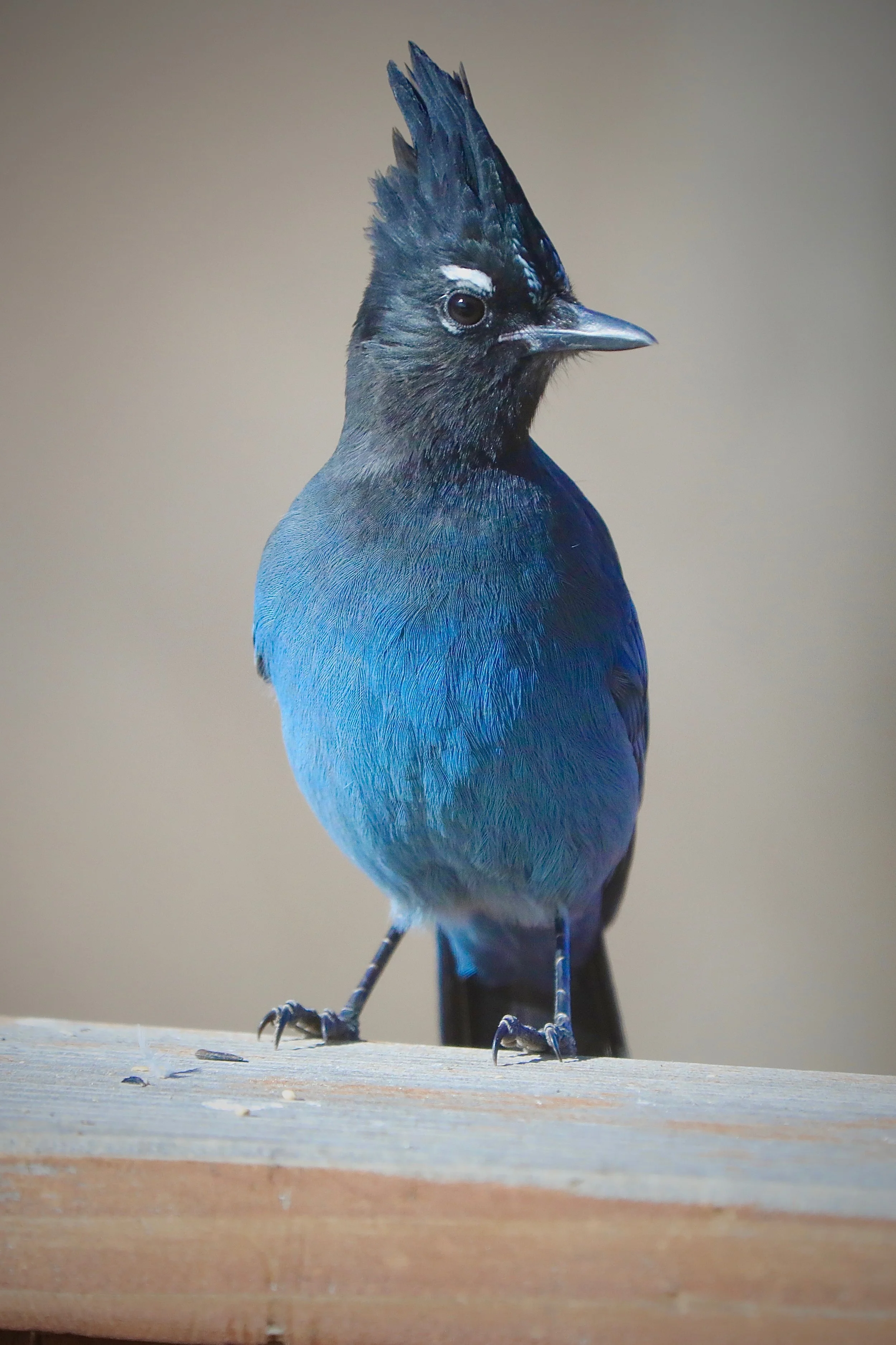Steller's Jay