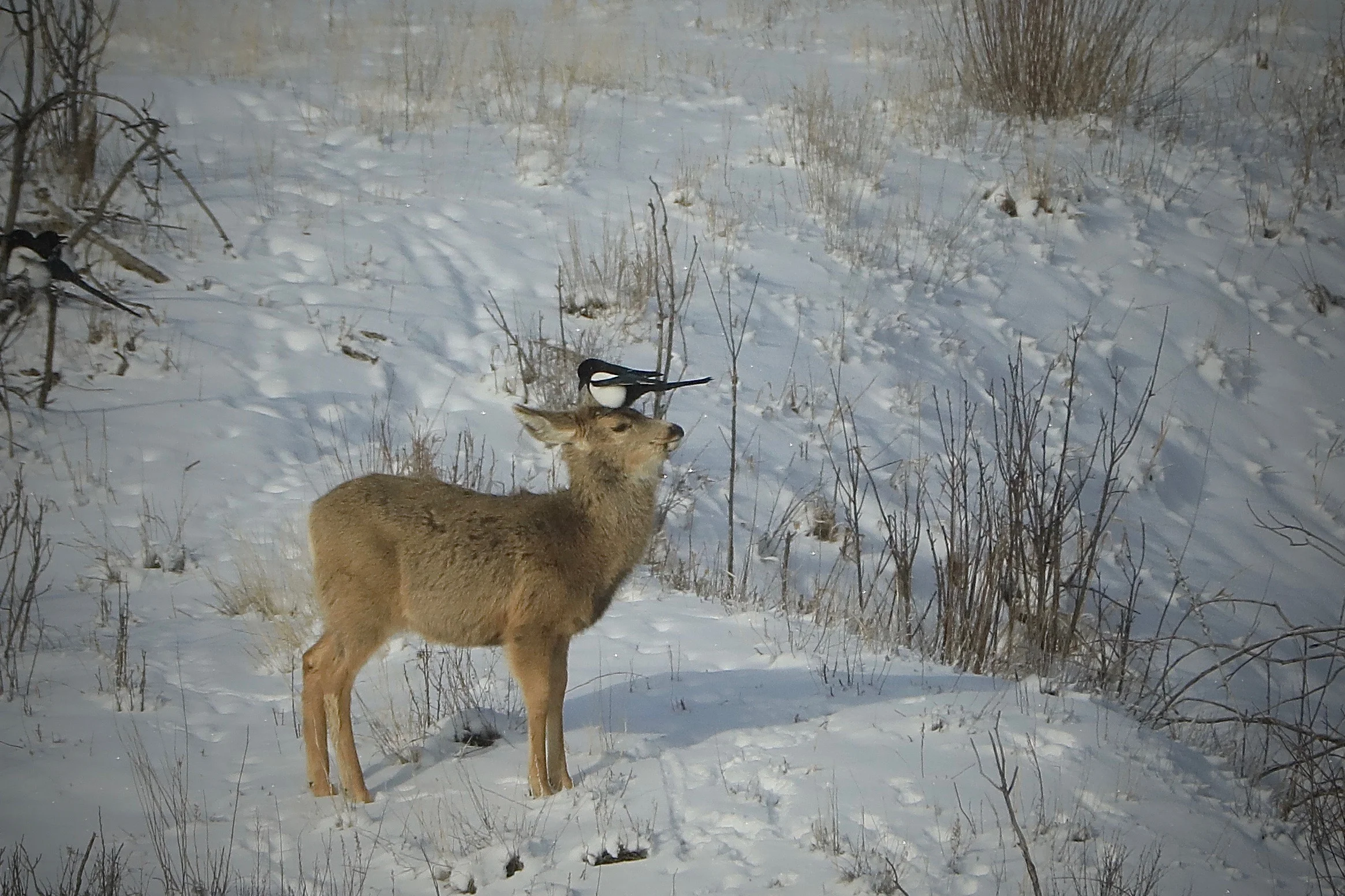Magpie & Mule Deer